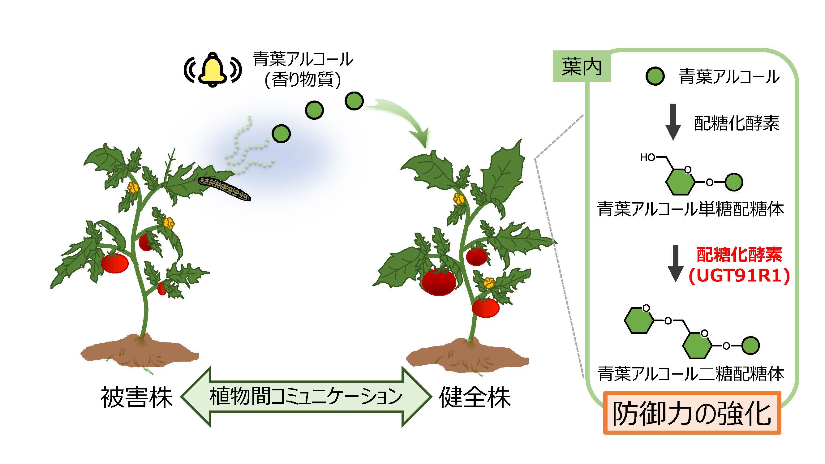 【プレスリリース】植物間コミュニケーションによって，植物が将来起こり得る被害から身を守る仕組みを解明