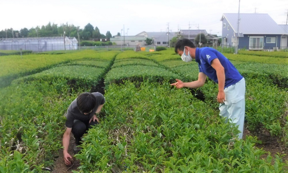 【プレスリリース】茶園の炭素貯留の実態解明を目指し静岡県茶業研究センターと共同研究を開始　～茶栽培を通じて、低炭素社会に貢献～