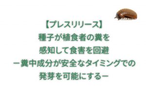 【プレスリリース】種子が植食者の糞を感知して食害を回避 -糞中成分が安全なタイミングでの発芽を可能にする-