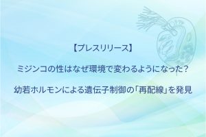 【プレスリリース】ミジンコの性はなぜ環境で変わるようになった? 幼若ホルモンによる遺伝子制御の「再配線」を発見