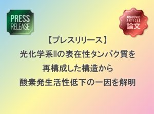 光化学系IIの表在性タンパク質を再構成した構造から酸素発生活性低下の一因を解明