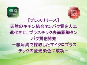 天然のキチン結合タンパク質を人工進化させ、プラスチック表面認識タンパク質を開発 -駿河湾で採取したマイクロプラスチックの蛍光染色に成功-