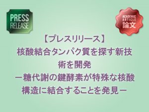 核酸結合タンパク質を探す新技術を開発 -糖代謝の鍵酵素が特殊な核酸構造に結合することを発見-