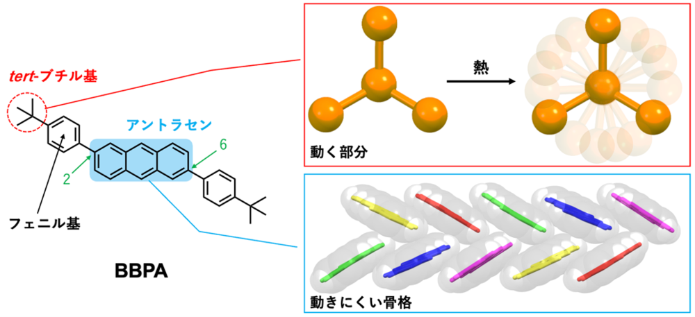 図1.「動く部分」と「動きにくい(剛直な)骨格」を組み合わせた新分子(BBPA)の設計