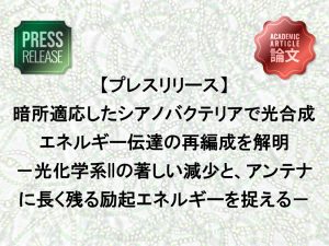 暗所適応したシアノバクテリアで光合成エネルギー伝達の再編成を解明 －光化学系IIの著しい減少と、アンテナに長く残る励起エネルギーを捉える－
